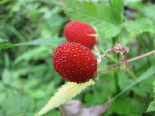Framboisier fraise Japonais - jeune plant 1/2 ans